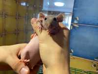 Крыса сфинкс, лысенькие крысята разного окраса