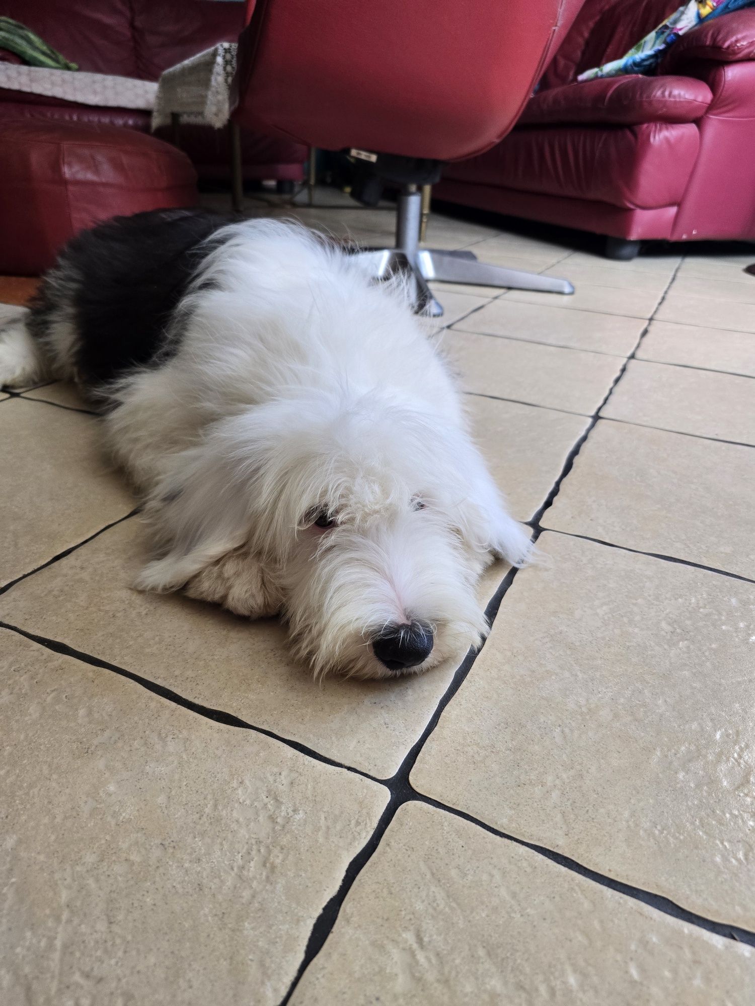 Owczarek staroangielski bobtail suczka
