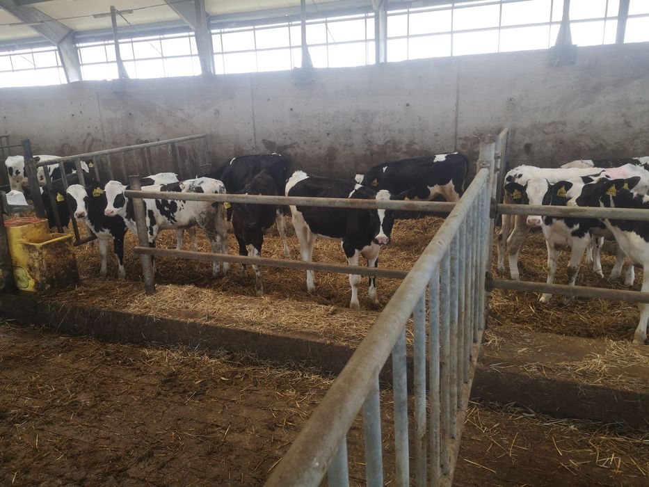 Jałówki mleczne 100 %