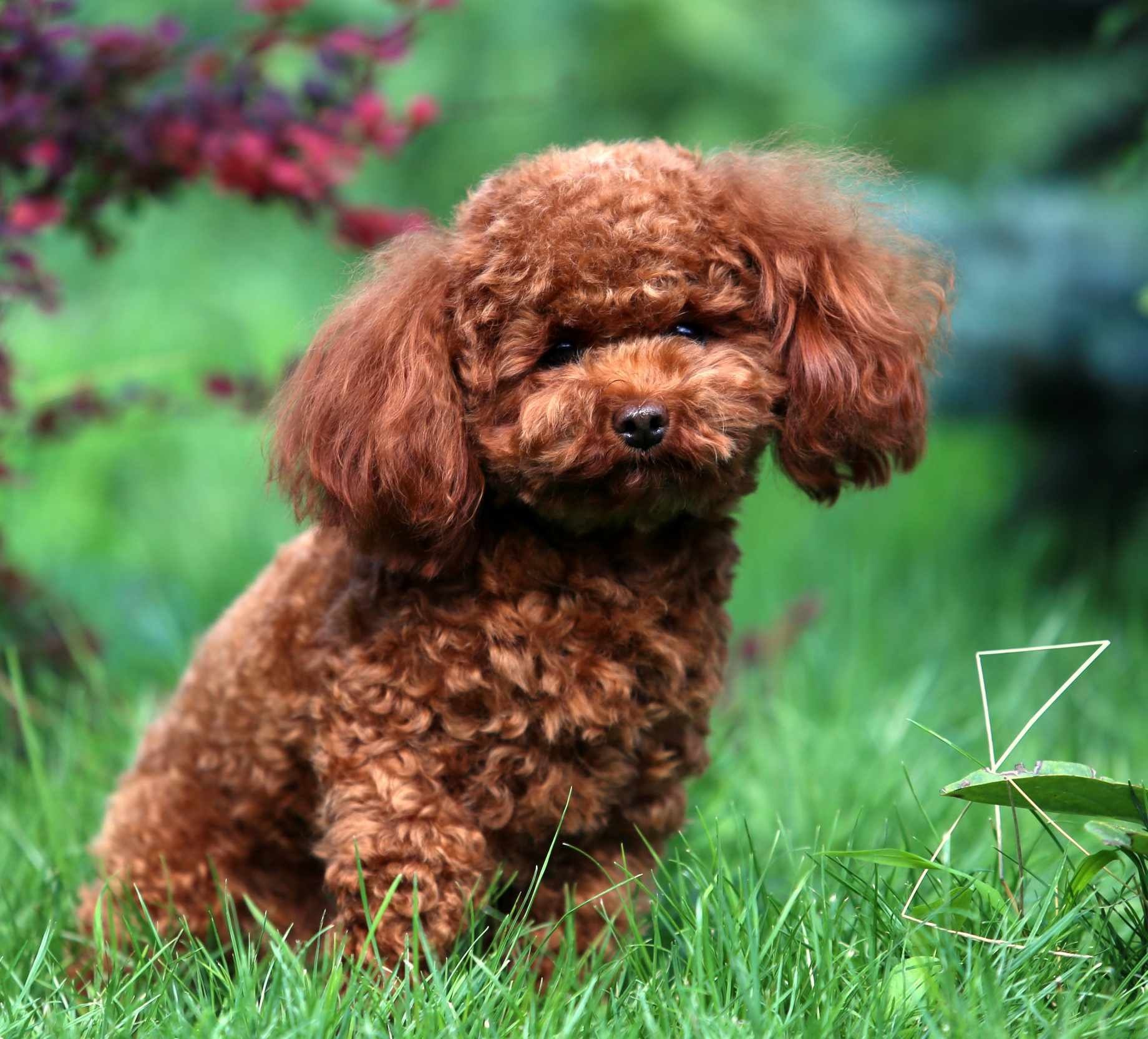 Той пудель toy poodle