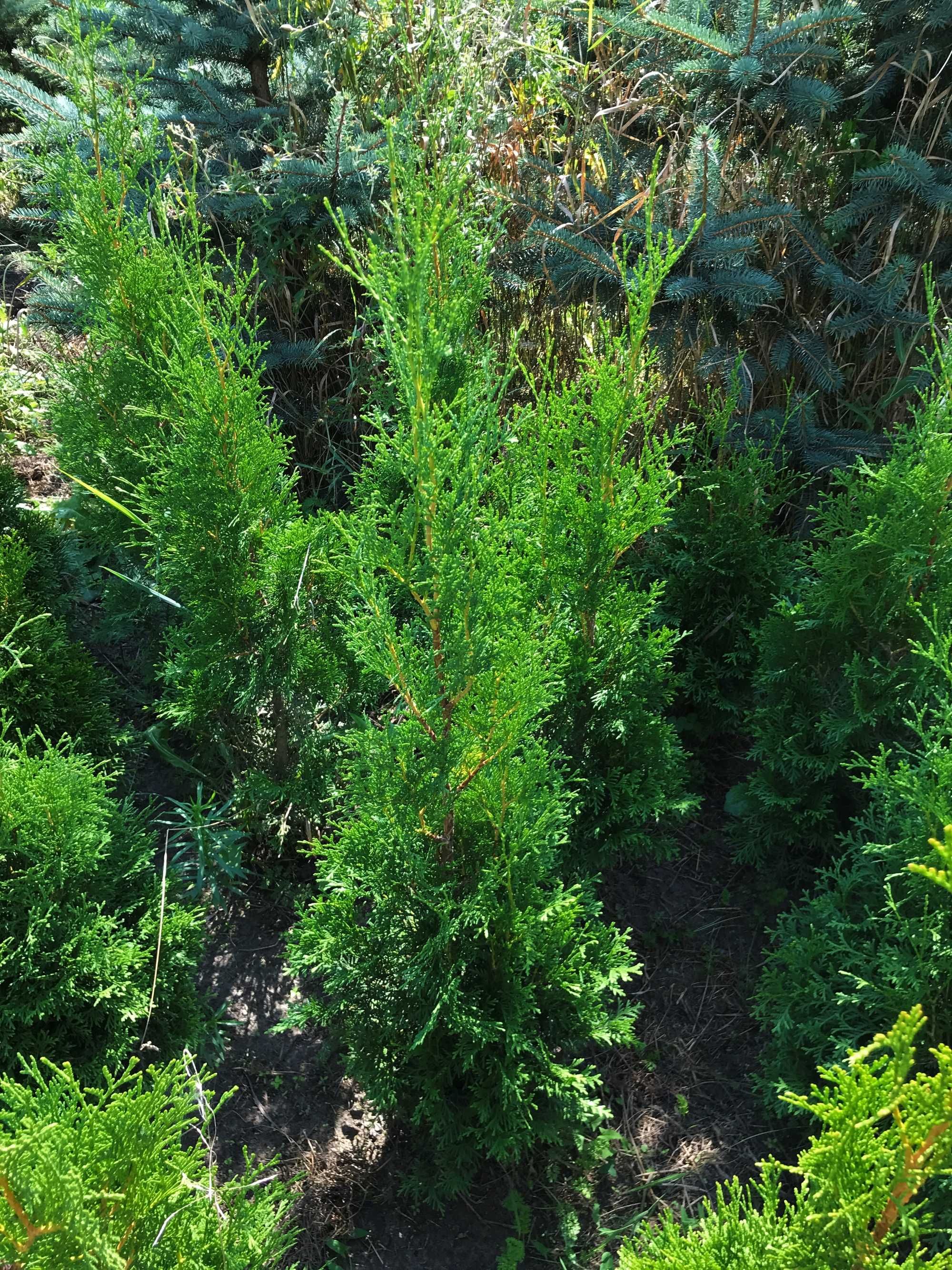 Туя західна 'Колумна'. Thuja occidentalis 'Columna'.