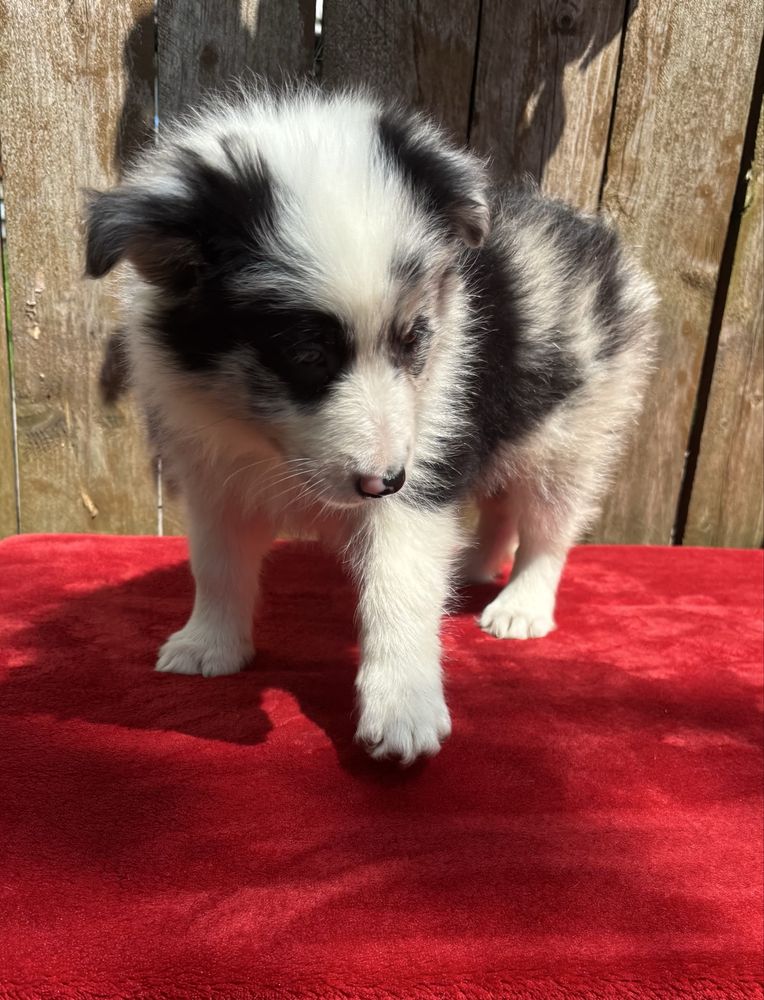 Border collie- suczka blue merle