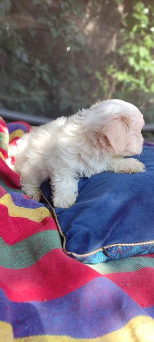 Maltipoo suczka Warszawa pudel maltańczyk