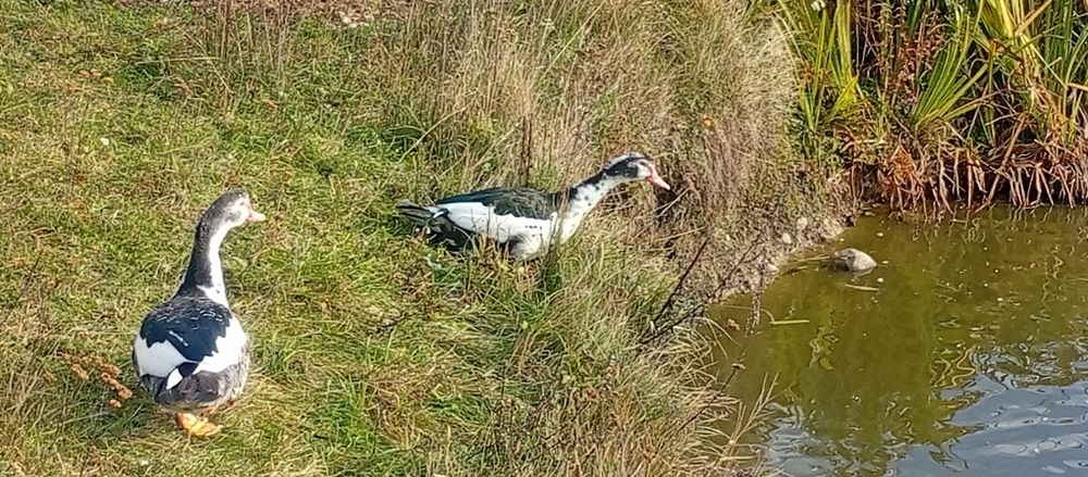 Kaczki francuskie i Gęsi