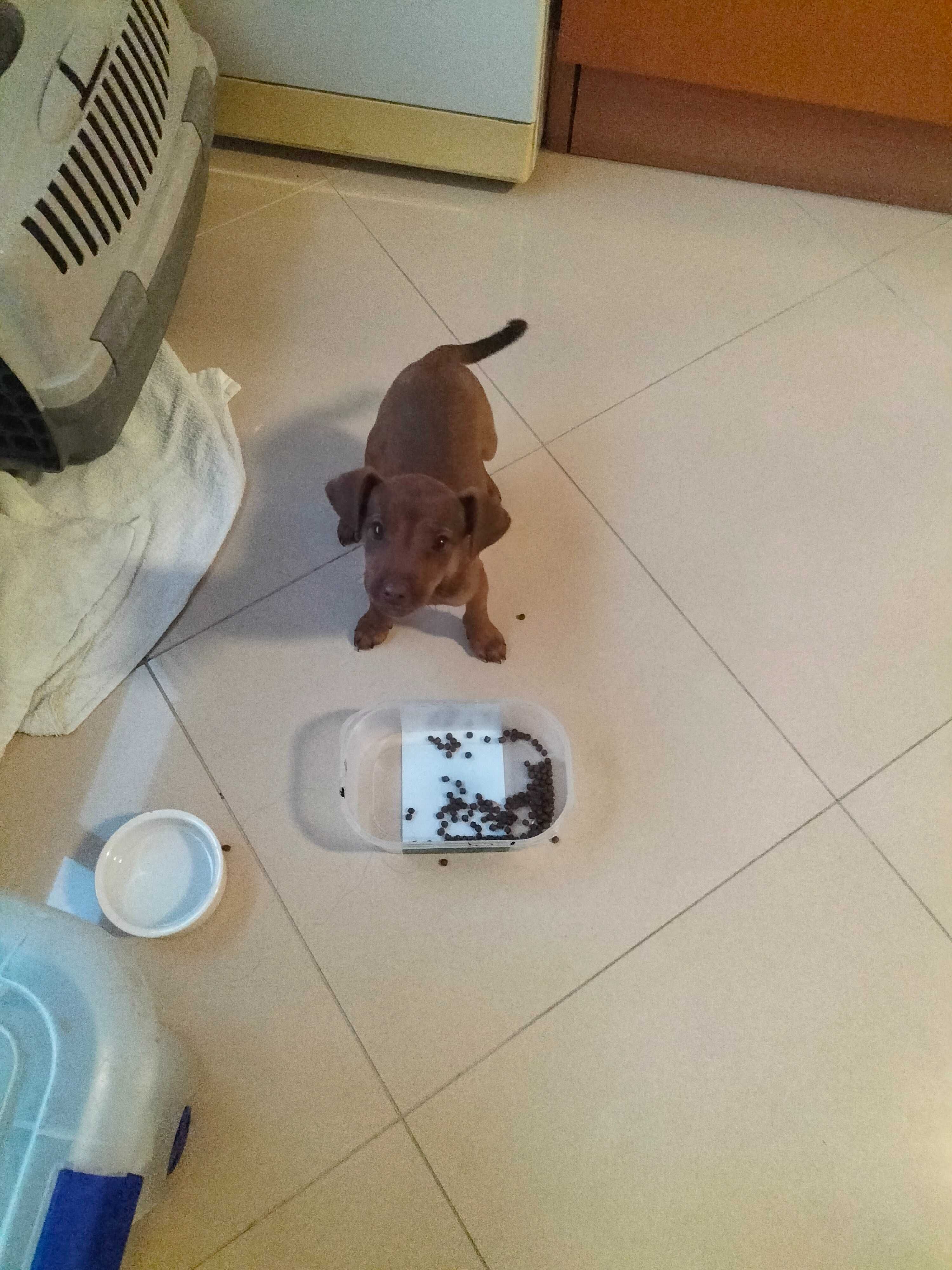 Pinscher fêmea 3 meses