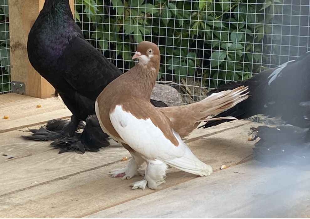 Gołębie wołżańskie para parzysta