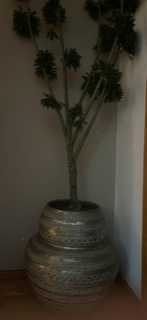 Vaso decorativo SIA com relevo e árvore artificial