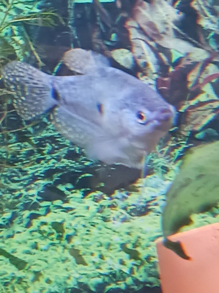 Peixe gouramis já adulto