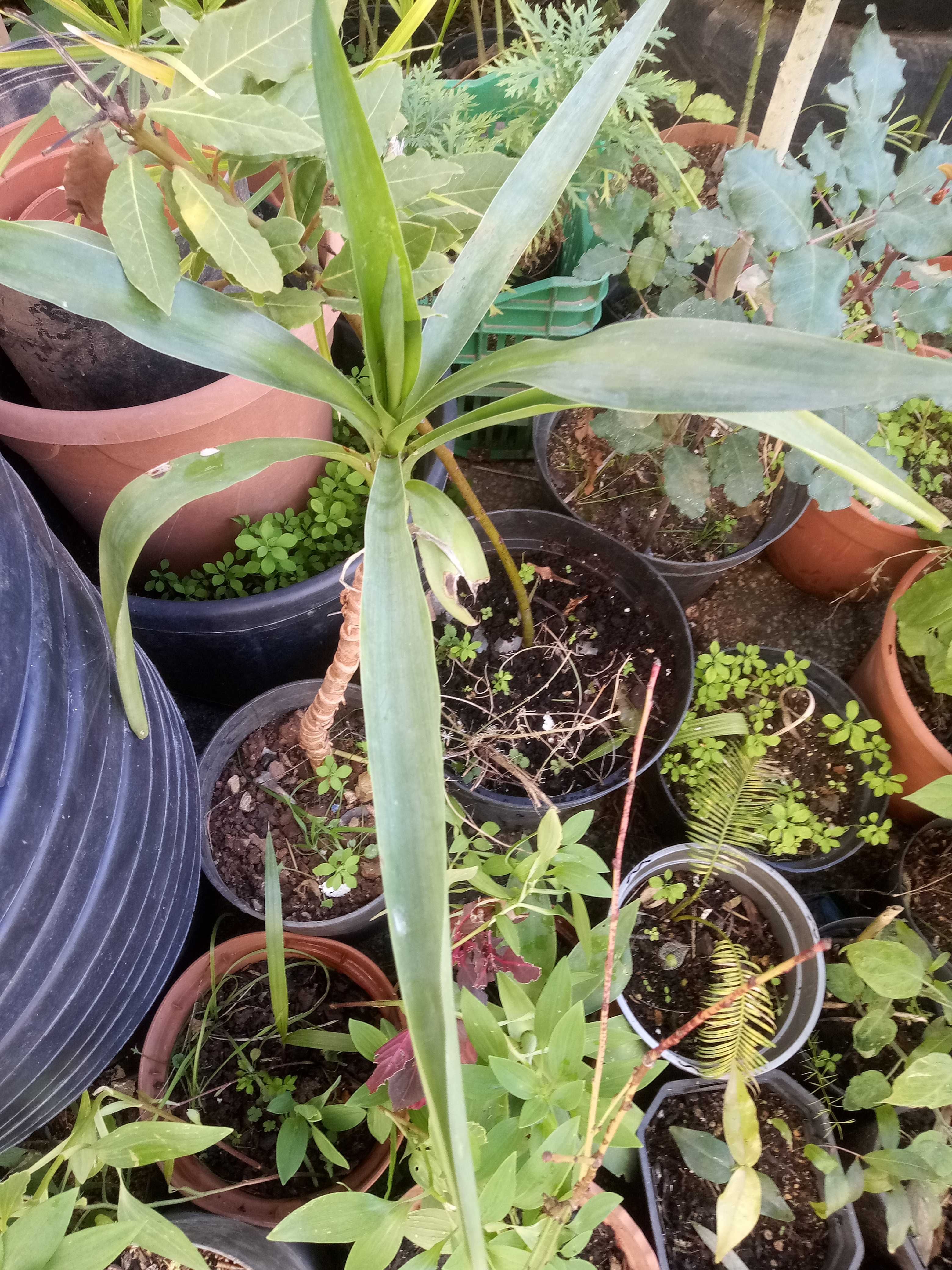 Planta yuca em vaso