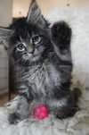 OGROMNA Maine Coon  -  do odbioru  sierpień-rodowód FPL