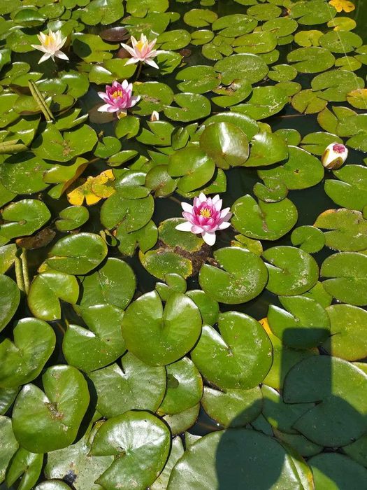 Водяная лилия, кувшинка, нимфея