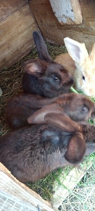 Продам кролів...