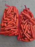 Marchew myta 2 gatunek