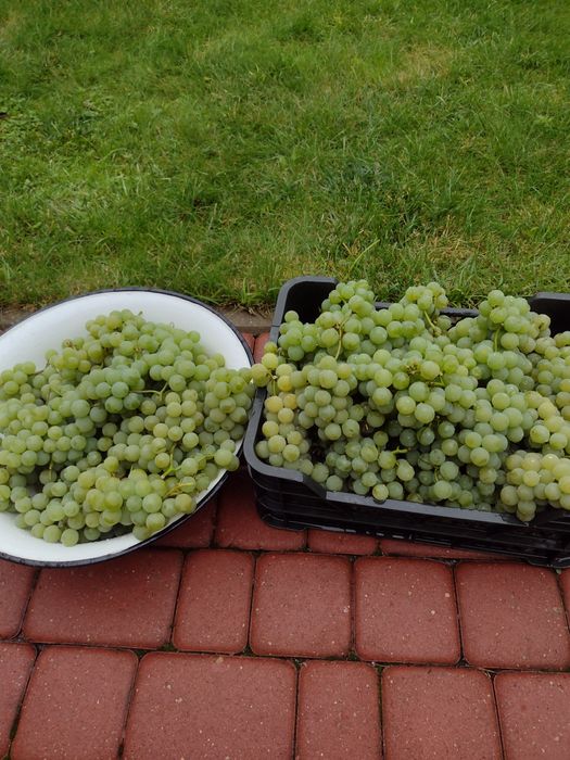 Winogrono zielone,ostatnie 10 kg.