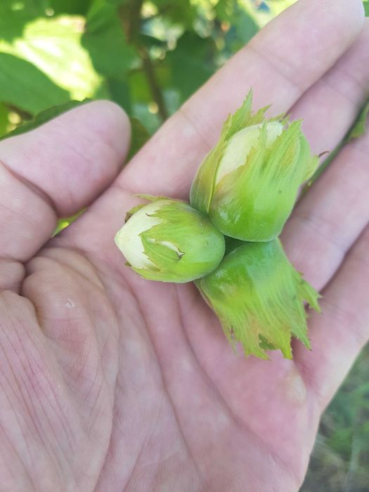 Саженцы фундука, элитные крупноплодные сорта