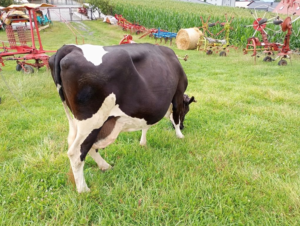 Krowa mleczna dojna