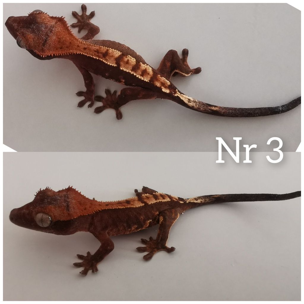 Gekon orzesiony nsx