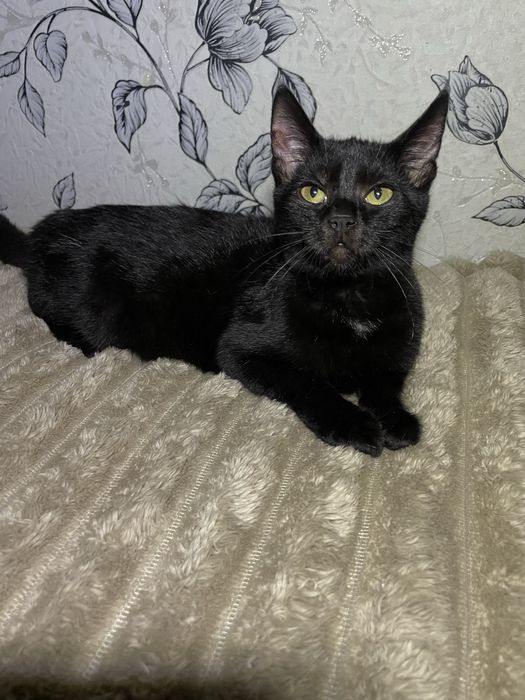 Кіт, кошеня, кошенятко, в пошуках свмʼї