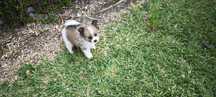 Spitz alemão anão Lulu da Pomerânia criado em ambiente familiar