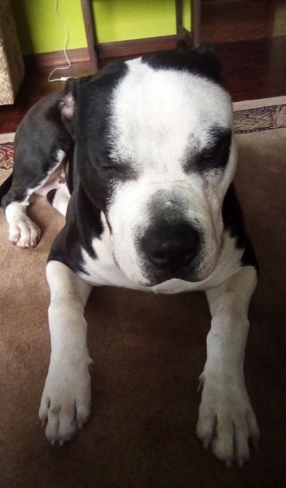 Pitbull para adoção urgente