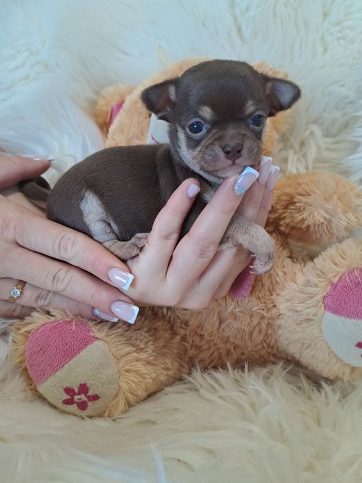 **VANESSA**chihuahua sunia choco & tan do rezerwacji