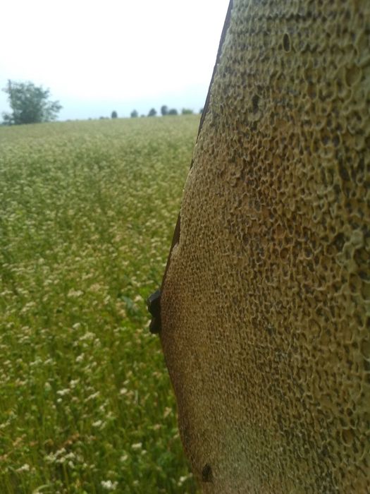 Гречаний мед - чудо природи