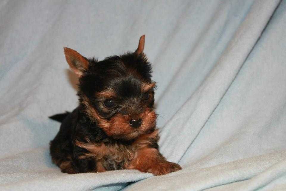 Dodo i Dusia  gotowi do zmiany domku