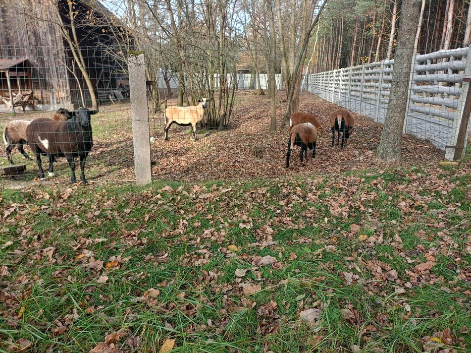 Sprzedam Owce kameruńskie