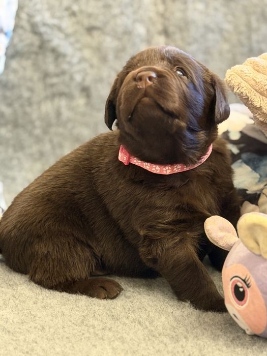 Labrador Retriever czekoladowa suczka