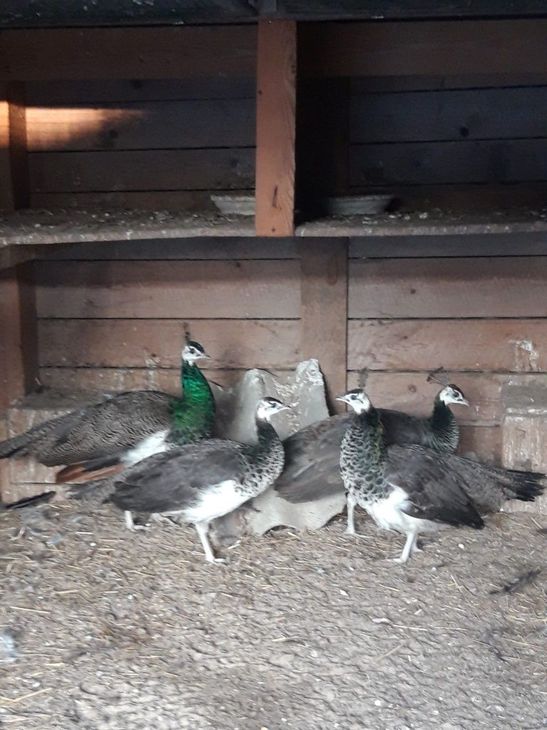Paw  pawie  białe, niebieskie,  silver , Arlekin,  czarnoskrzydłe inne