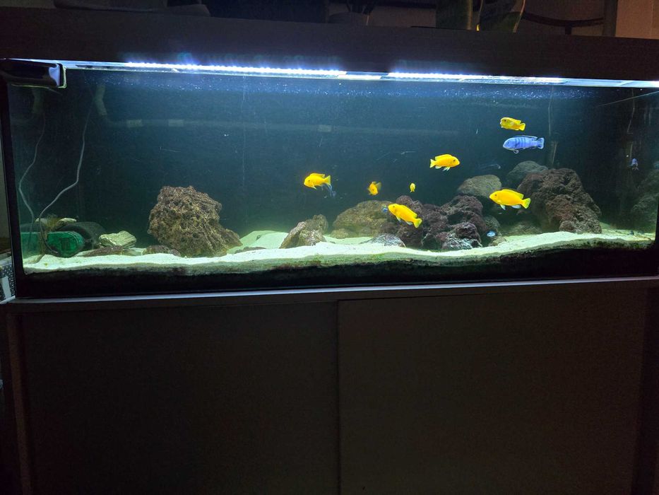 Zestaw akwarium 375 litów, szafka, 2x filtr kubelkowy, Pyszczaki