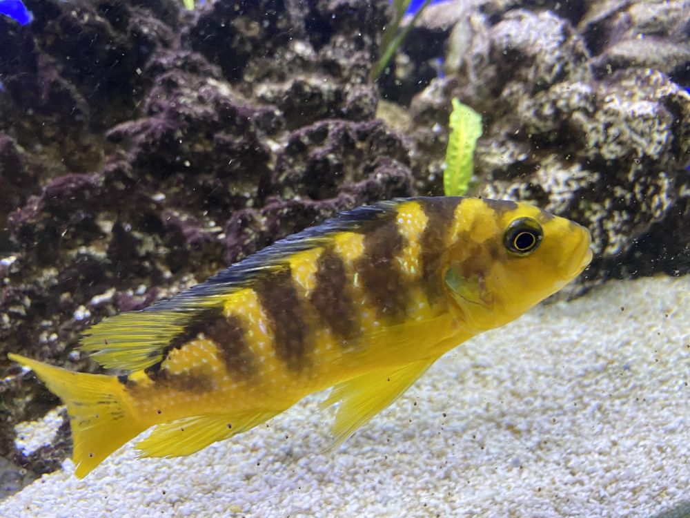 Malawi -Pyszczak szerszen ,Pseudotropheeus  crabro