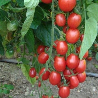 Nasiona Pomidor Malinowy Kapturek 30 szt