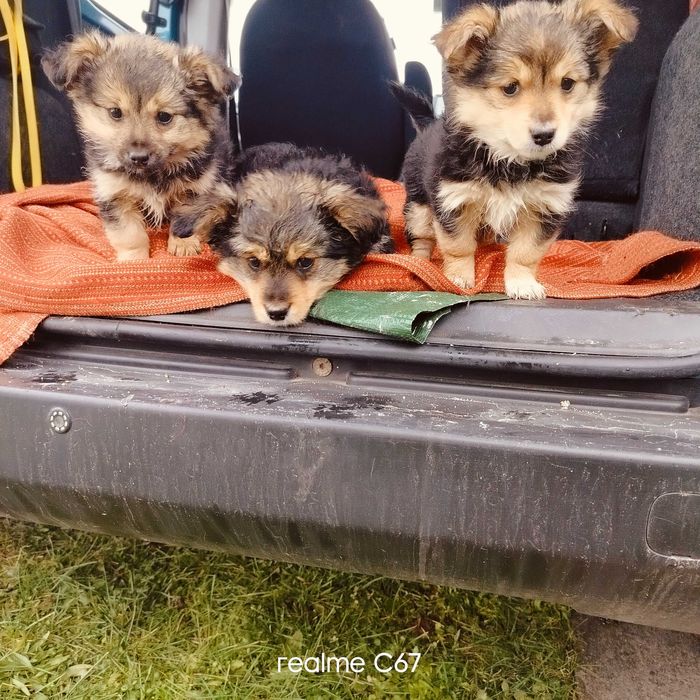 Oddam w dobre ręce szczeniaki