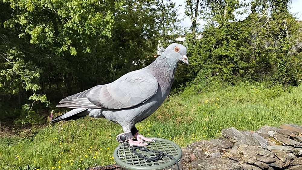 Pombos Negaça 

Italianos Lisos e Asa Branca, Gascognes, Nacionais de