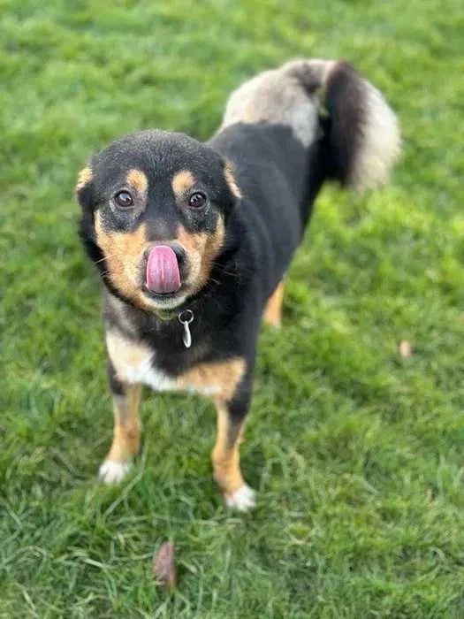 Ostin- do adopcji