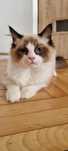 Sprzedam kota rasy Ragdoll