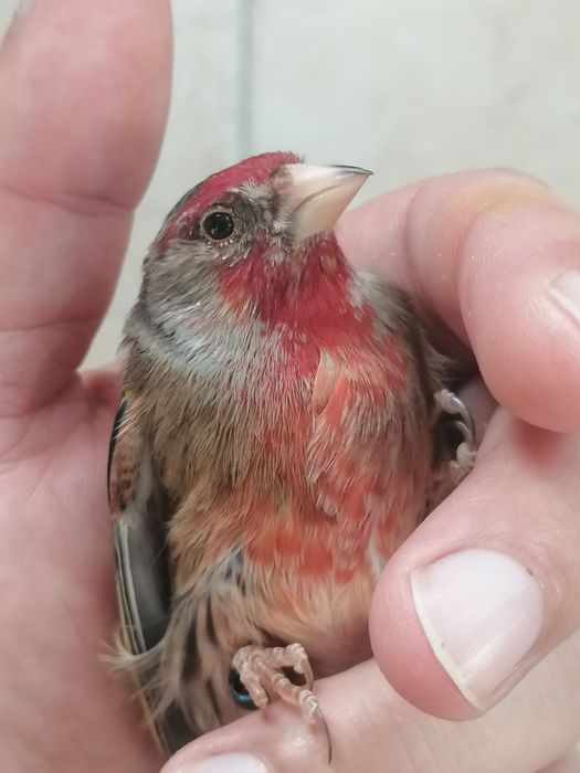 Canários Híbridos (Ler a descrição)