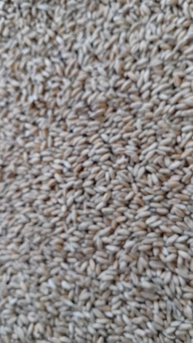 Pszenżyto MEDALION Tadeus Liborius