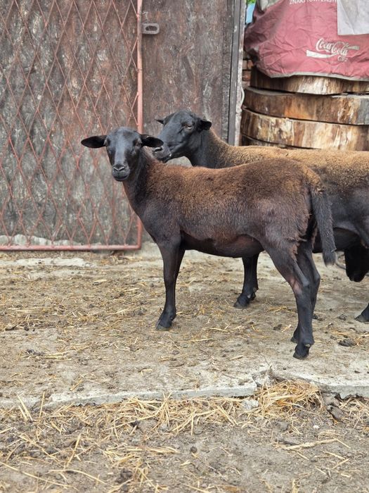 Owieczka 4m. Bez rogów- mix dorper ( Wałbrzych) - kamerun