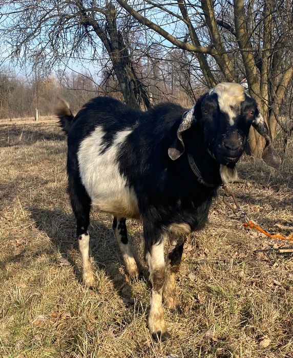 Козел породистий Парування.  Англонубійський 100%  В’язка козлом. Кози