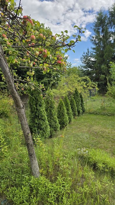 Cena po sezonie -Duża działka ROD ul. Andersa. 794m+  dużo dodatków i