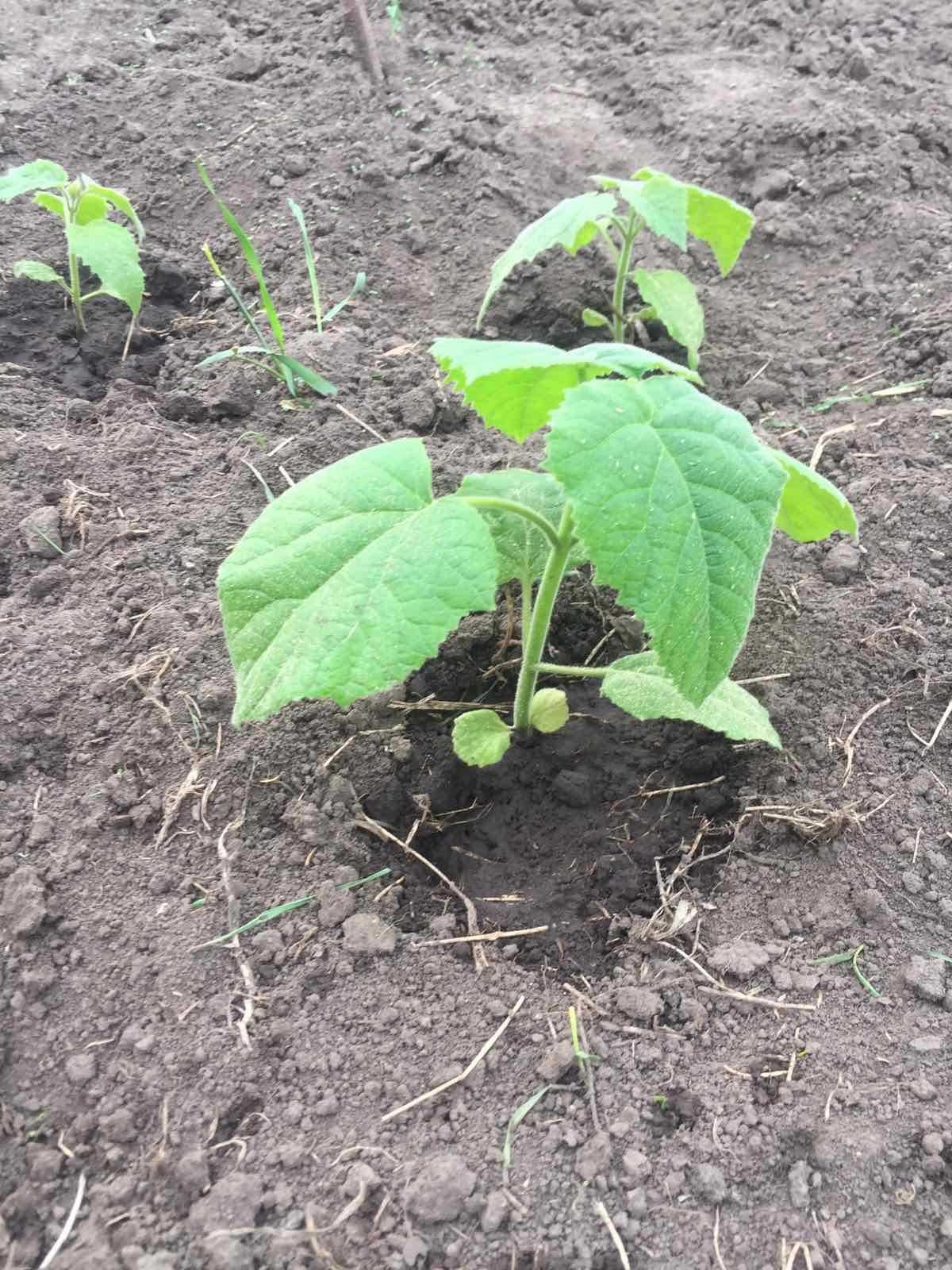 Продам саджанці Павловнії.