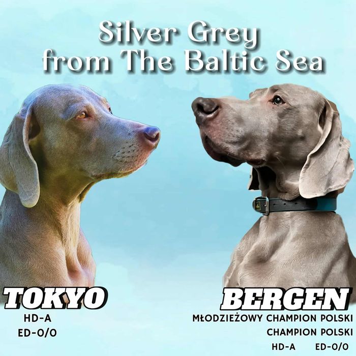 Wyżeł Weimarski szczenię