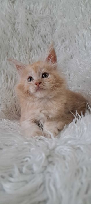 Puchaty pieszczoch Maine Coon