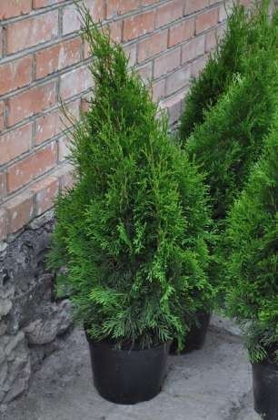 Торф верховой (рн 3,5) Кора. в мешках по 55 л.