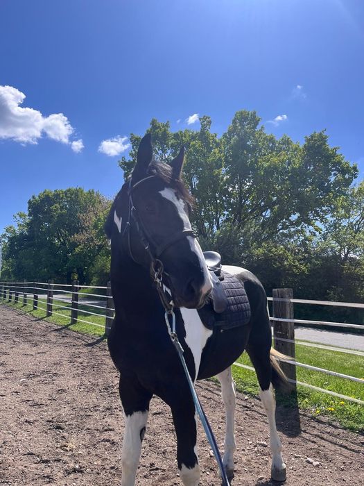 Koń wałach srokaty