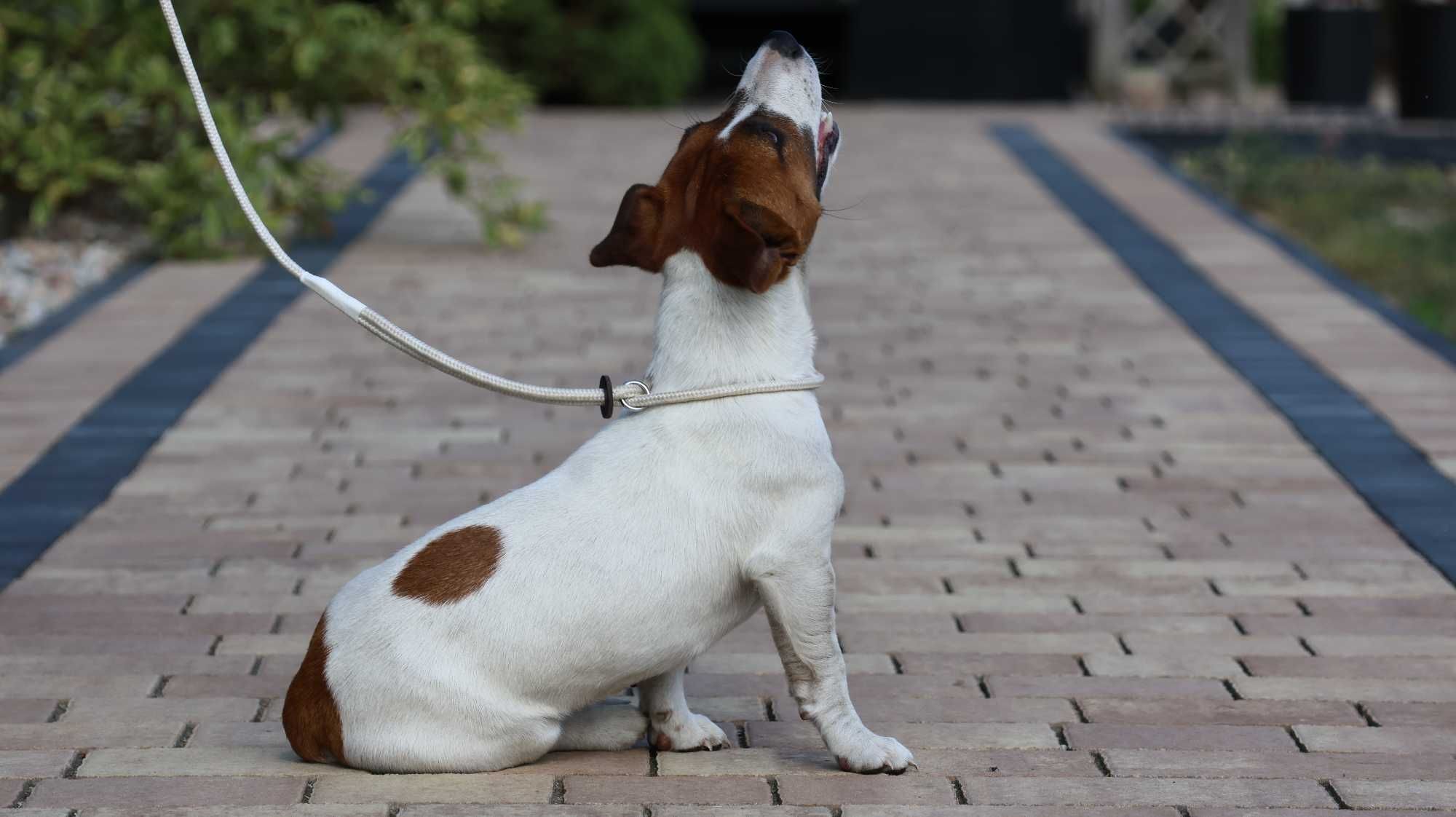 Jack Russell Terrier ZKwP FCI- piesek/badania genetyczne