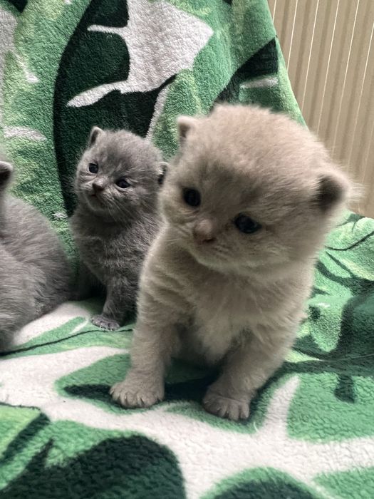 Kocurki brytyjskie krotkowlose