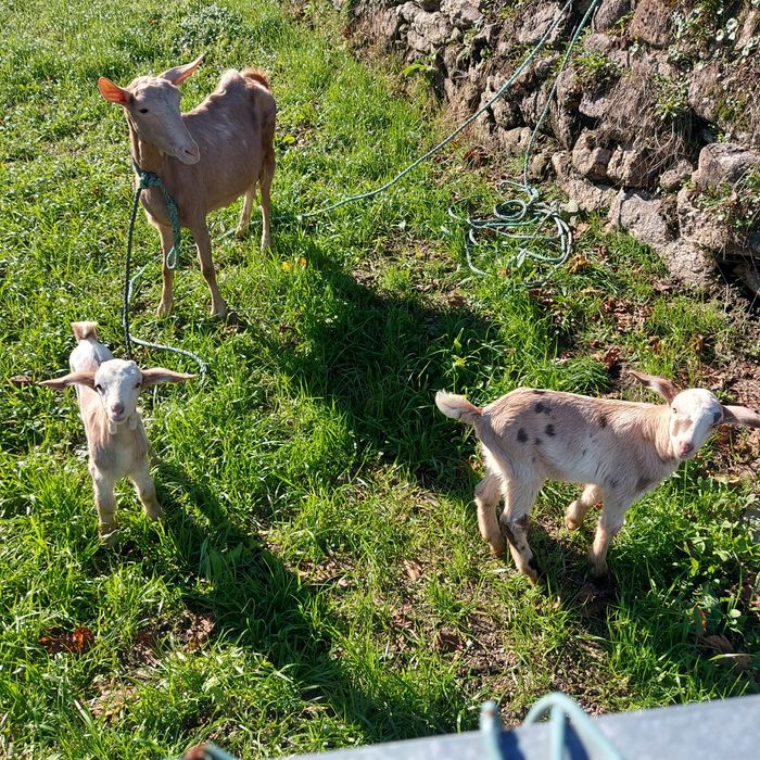 Cabras de boa qualidade